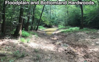Floodplain and Bottomland Hardwoods