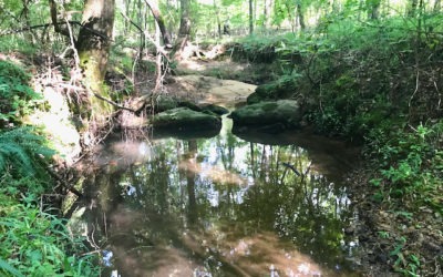 Timber, Trails, Creek and Hunting in Talbot County GA – 122 Acres