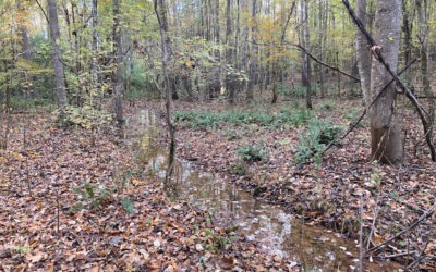 Beautiful Wooded Property in Harris County GA